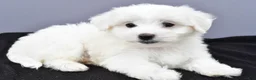 Maltese dogs for sale: Cooper - Ad 9