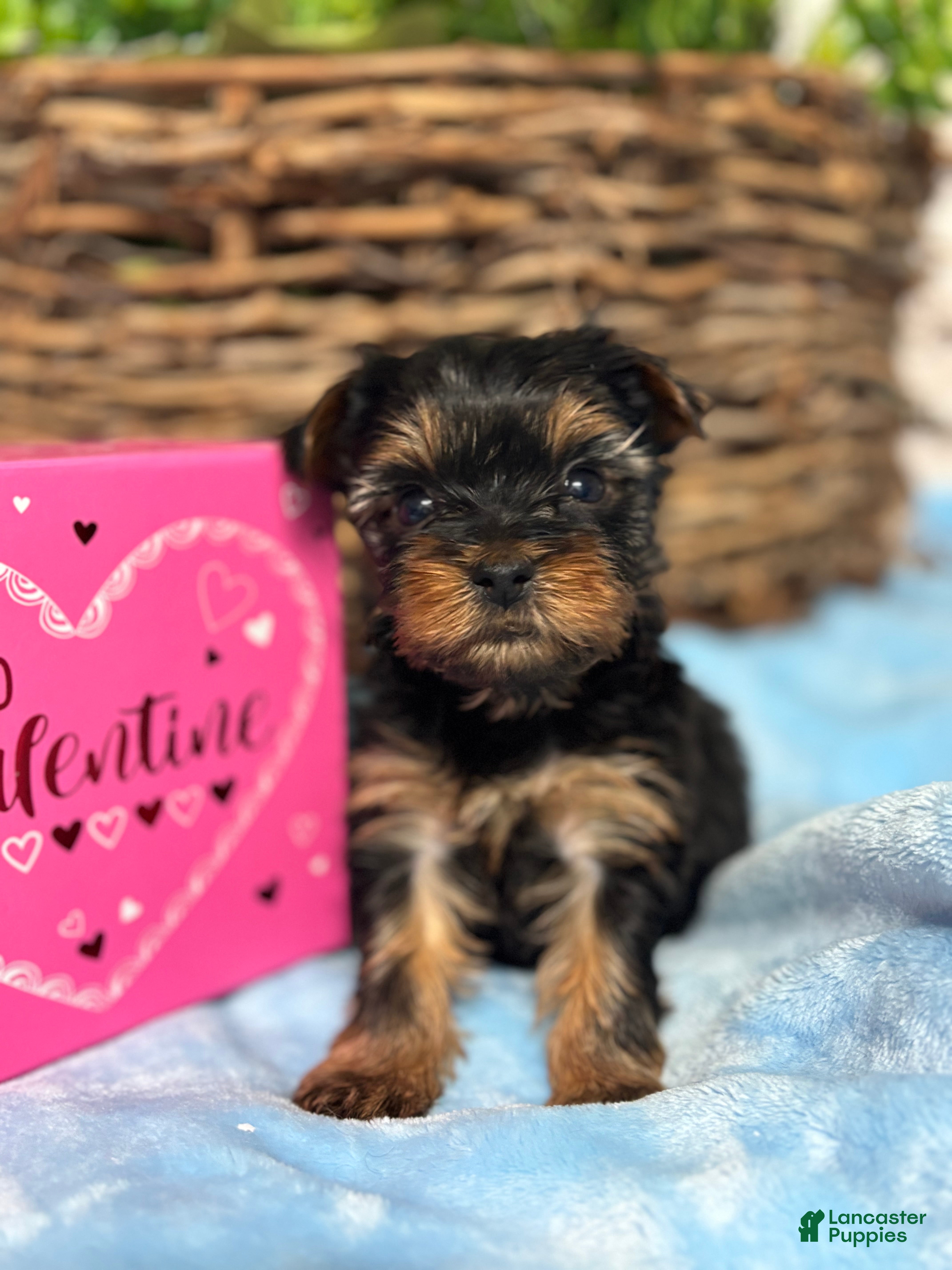 Yorkshire Terrier dogs Yorkshire Terrier Puppy 2 - Ad 17