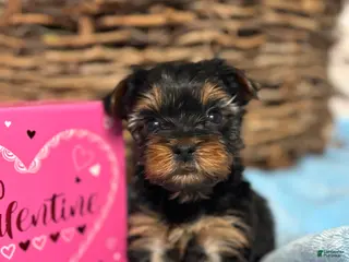 Yorkshire Terrier dogs Yorkshire Terrier Puppy 2 - Ad 17