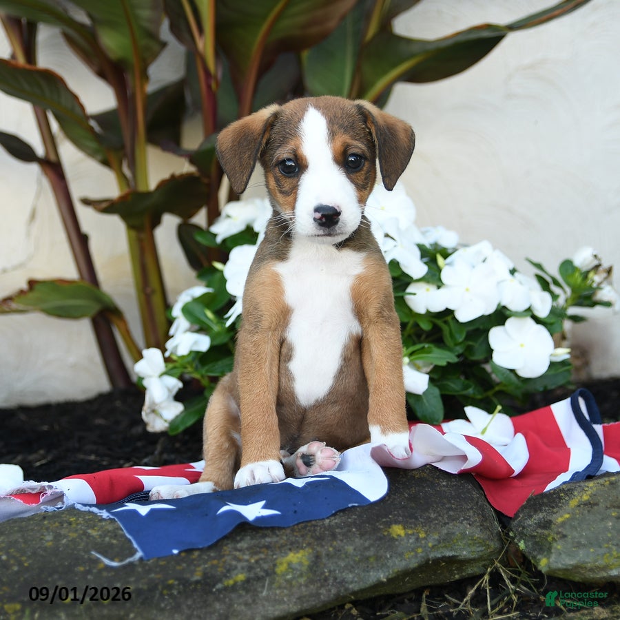Mixed Breed dogs Russel - Ad 1