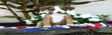 Russel