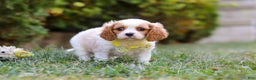 Cavalier King Charles Spaniel dogs for sale: Dexter - Ad 4