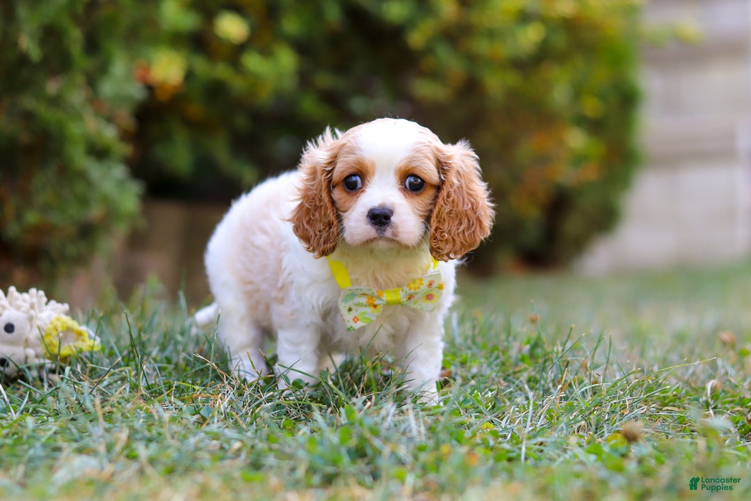Cavalier King Charles Spaniel dogs for sale: Dexter - Ad 4