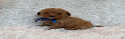 Toy Poodle dogs for sale: Ellie - Ad 7