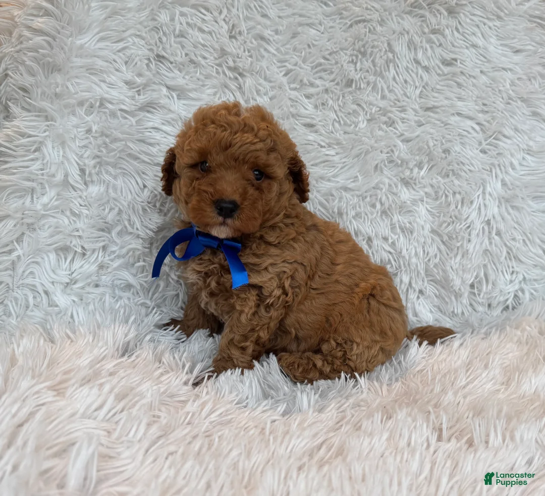 Toy Poodle dogs for sale: Ellie - Ad 7