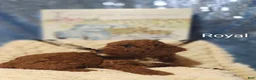 Miniature Poodle dogs for sale: Miniature Poodle Puppy 2 - Ad 13