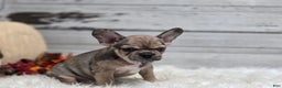 French Bulldog dogs for sale: Piper - Ad 6