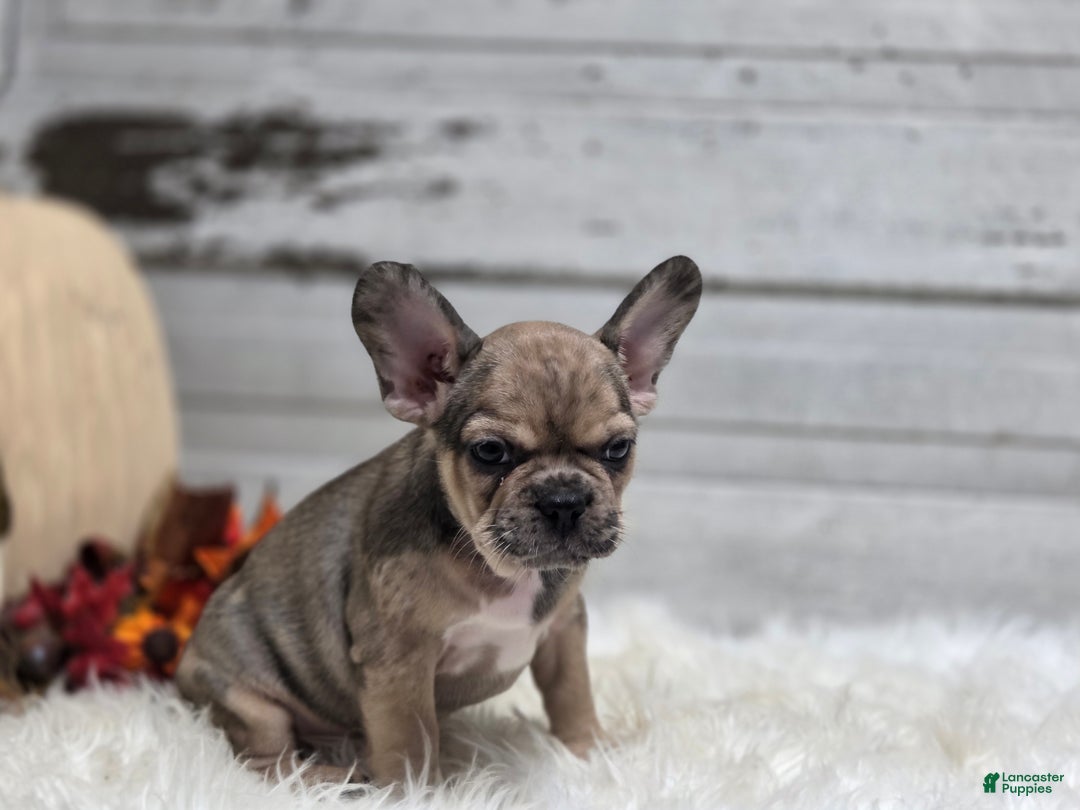 French Bulldog dogs for sale: Piper - Ad 6