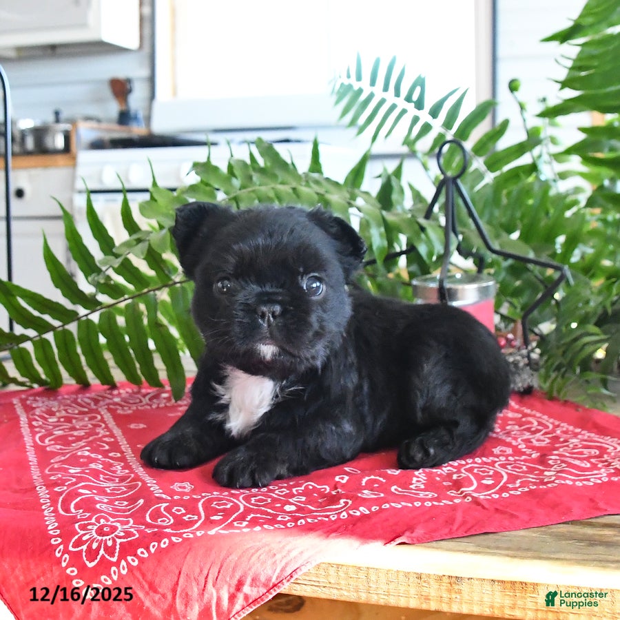 French Bulldog dogs Shadow - Ad 11