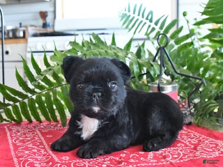 French Bulldog dogs Shadow - Ad 11