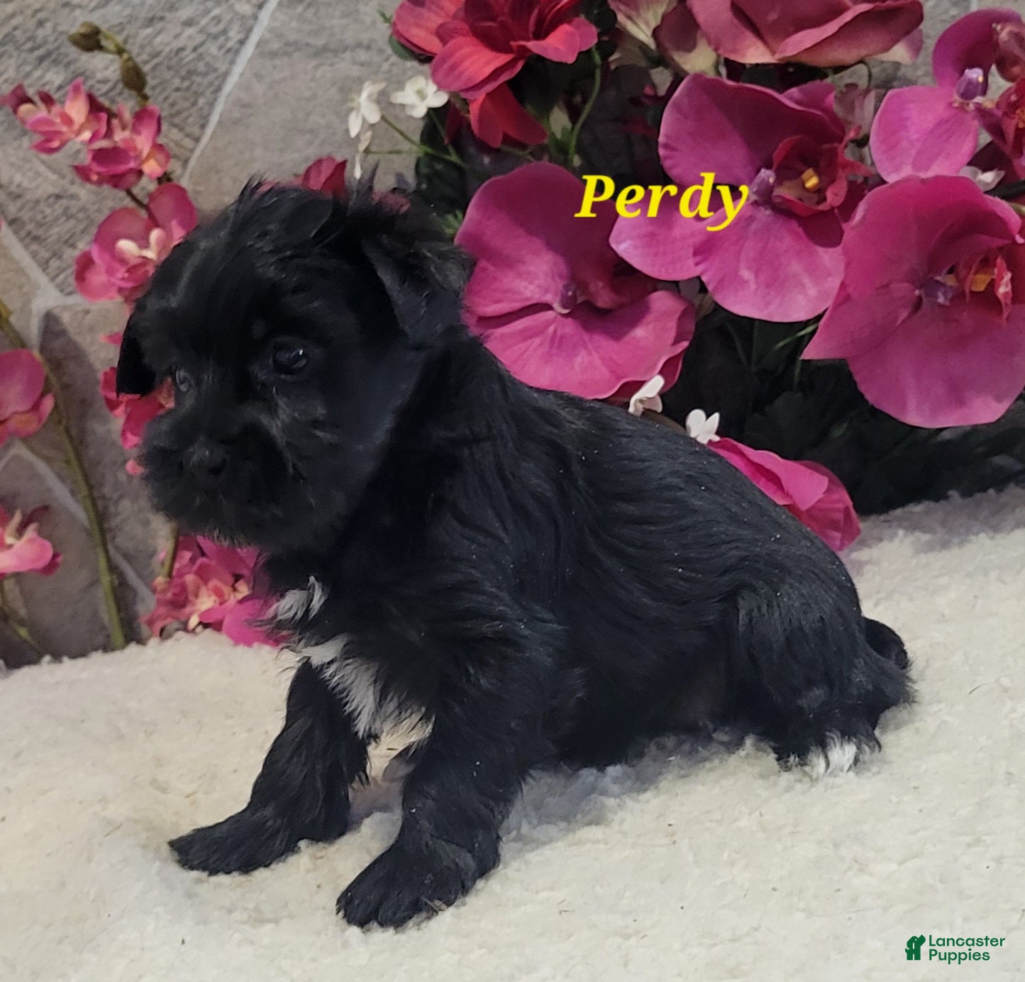 Morkie dogs Perdy - Ad 31