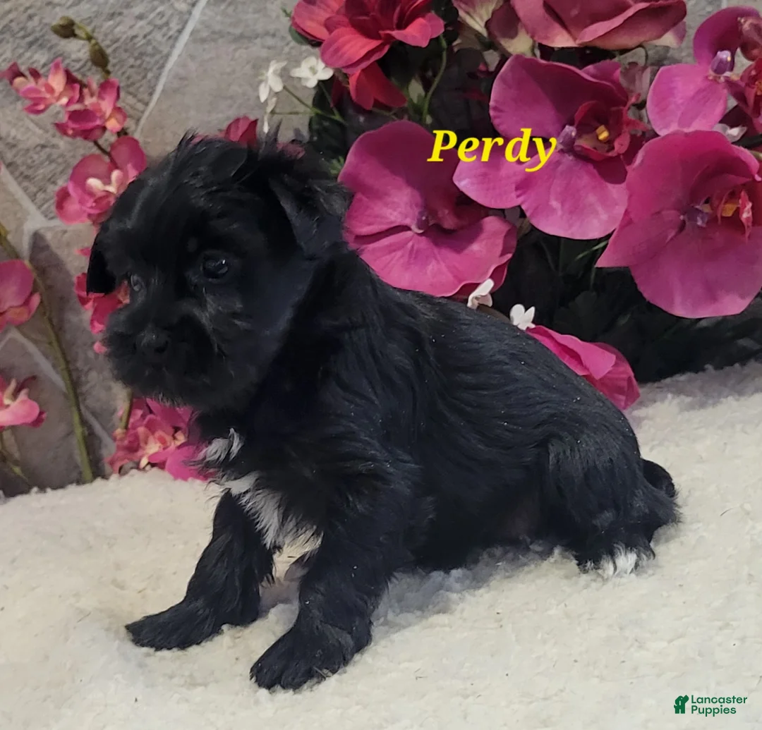 Morkie dogs for sale: Perdy - Ad 1