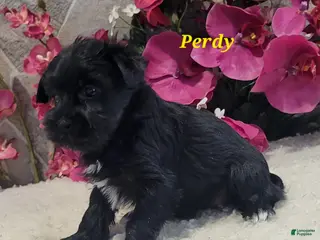 Morkie dogs Perdy - Ad 31