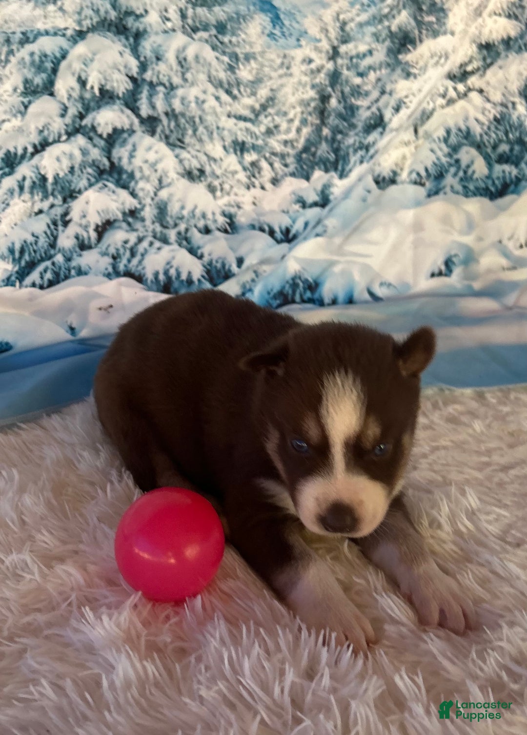 Siberian Husky dogs for sale: Zena - Ad 5