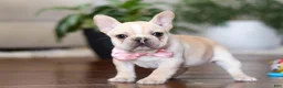 French Bulldog dogs for sale: Tasha - Ad 1