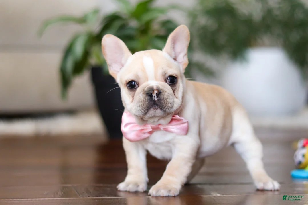 French Bulldog dogs for sale: Tasha - Ad 1