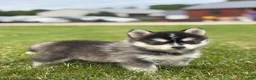 Pomsky dogs for sale: Tiffany - Ad 3
