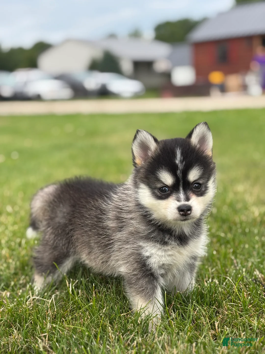 Pomsky dogs for sale: Tiffany - Ad 3