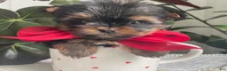 Biewer Terrier dogs for sale: Itty Bitty - Ad 1