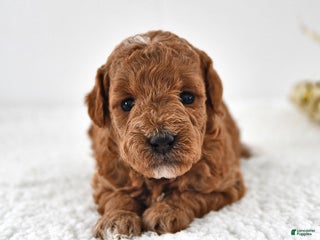 Mini Goldendoodle dogs Pippa - Ad 38