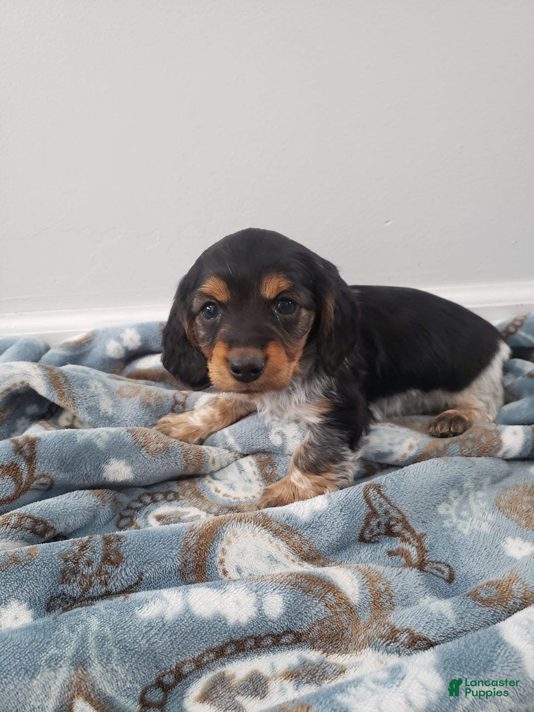 Miniature Dachshund dogs for sale: Theo - Ad 4