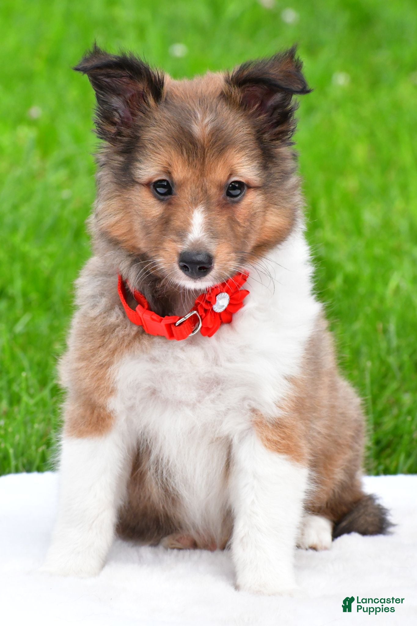 Shetland Sheepdog dogs Karma - Ad 1