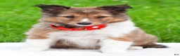 Shetland Sheepdog dogs for sale: Karma - Ad 1