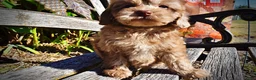 Havapoo dogs for sale: Porsha - Ad 8