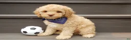 Cockapoo dogs for sale: Teddy - Ad 5