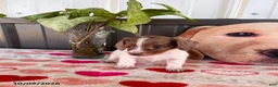 Miniature Dachshund dogs for sale: Dolly - Ad 1