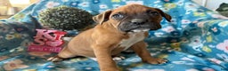 Boxer dogs for sale: Clover  - Ad 1
