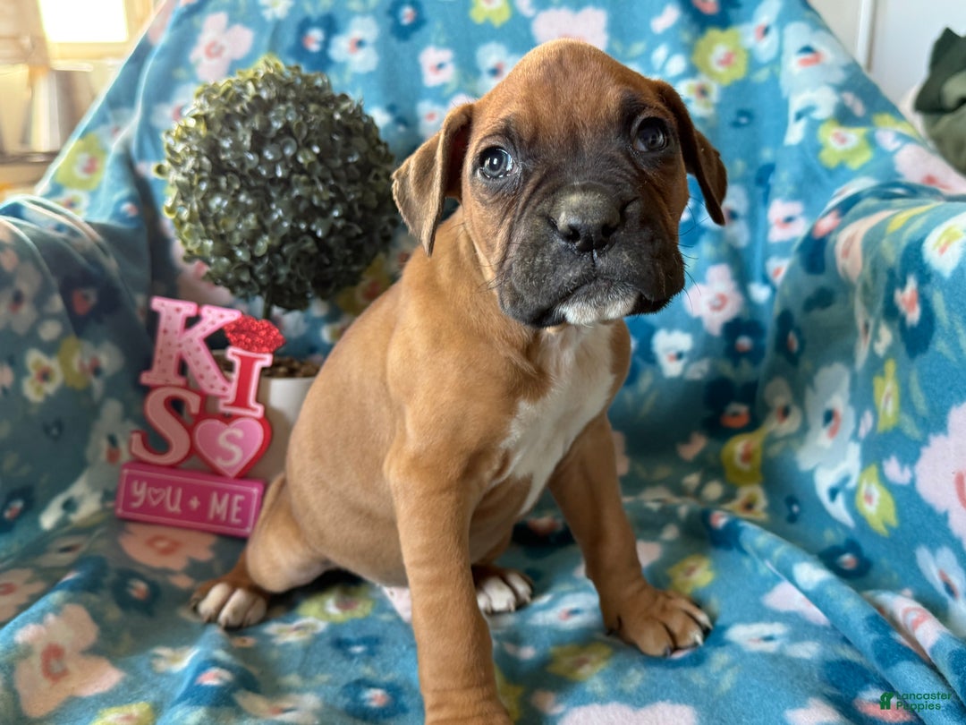 Boxer dogs for sale: Clover  - Ad 1