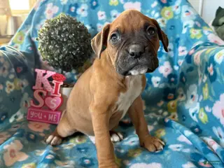 Boxer dogs Clover - Ad 21