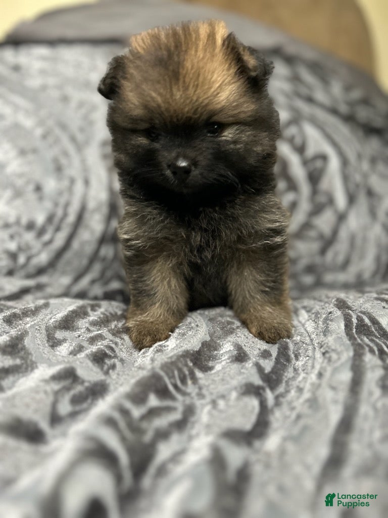 Pomeranian dogs Selene - Ad 2