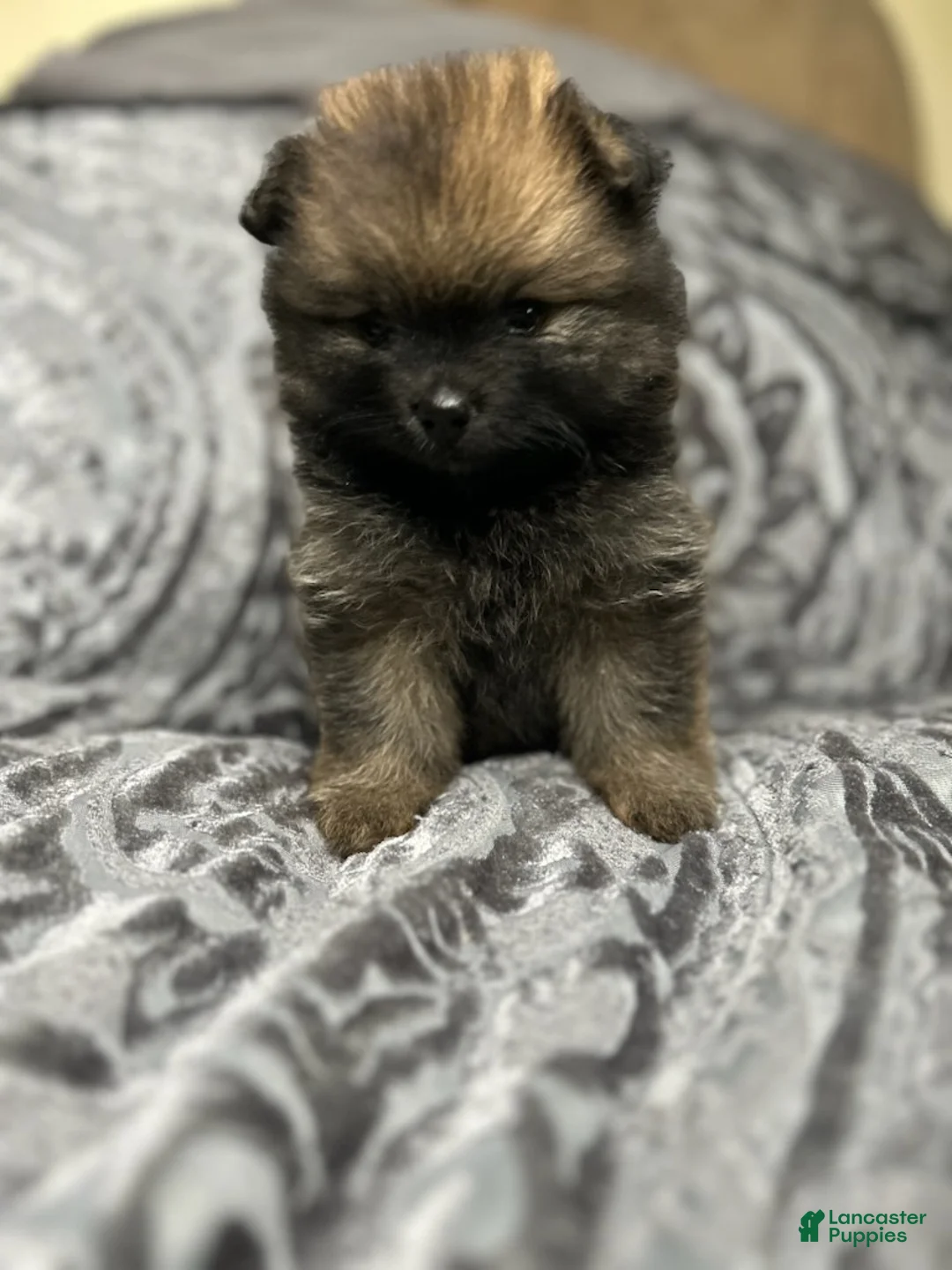 Pomeranian dogs for sale: Selene - Ad 2