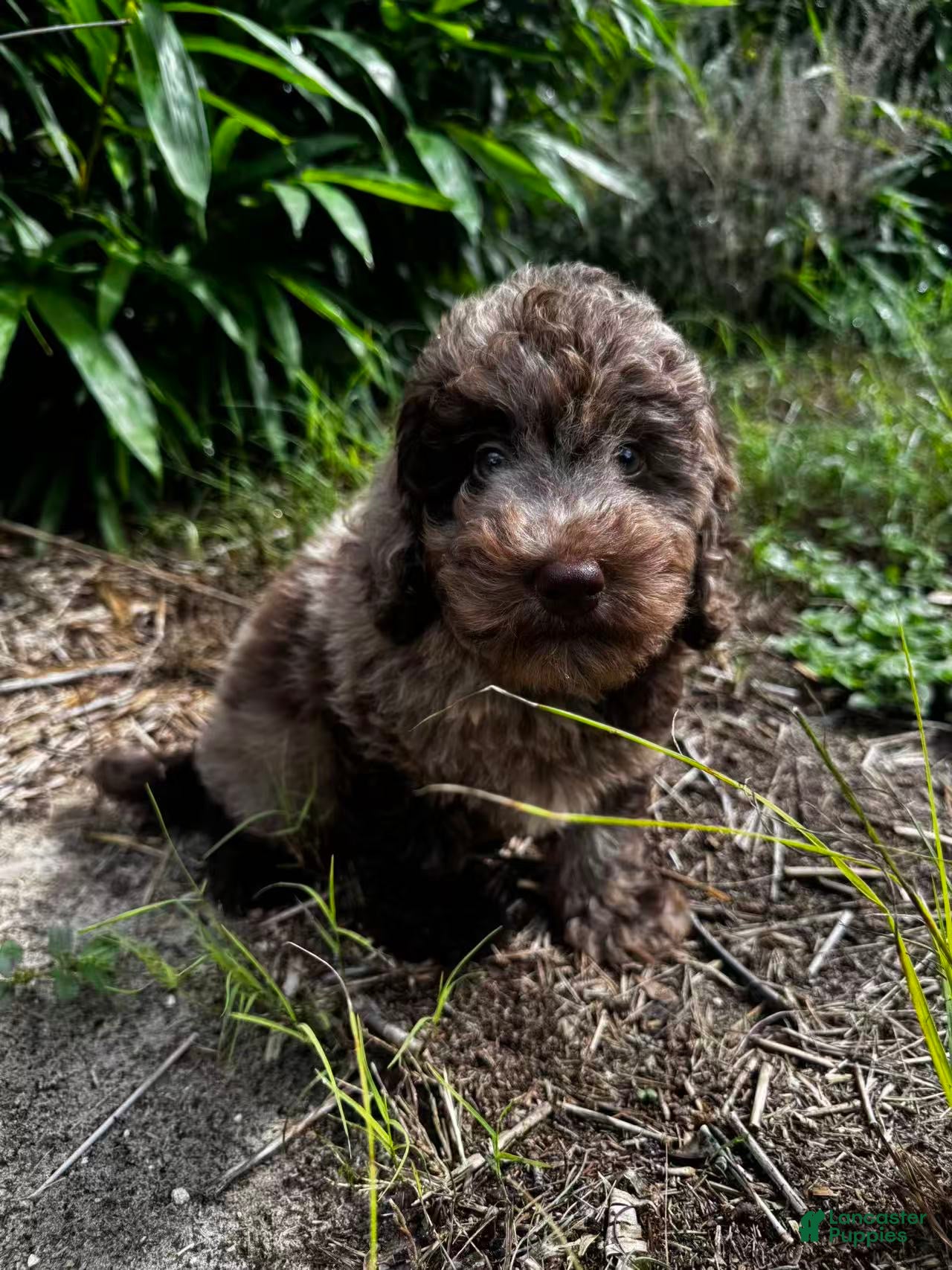 Miniature Labradoodle dogs Link - Ad 1