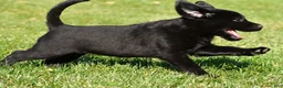 Labrador Retriever dogs for sale: Lacey - Ad 11