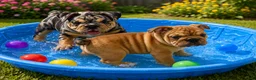 English Bulldog dogs for sale: Red Rose - Ad 3
