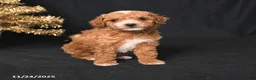 Toy Poodle dogs for sale: Cody - Ad 9