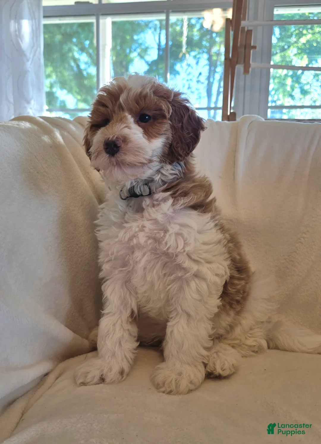 Irish Doodle dogs for sale: Baby Bamboo raised in our home - Ad 1