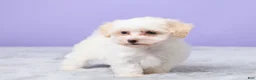 Maltipoo dogs for sale: Heather - Ad 2