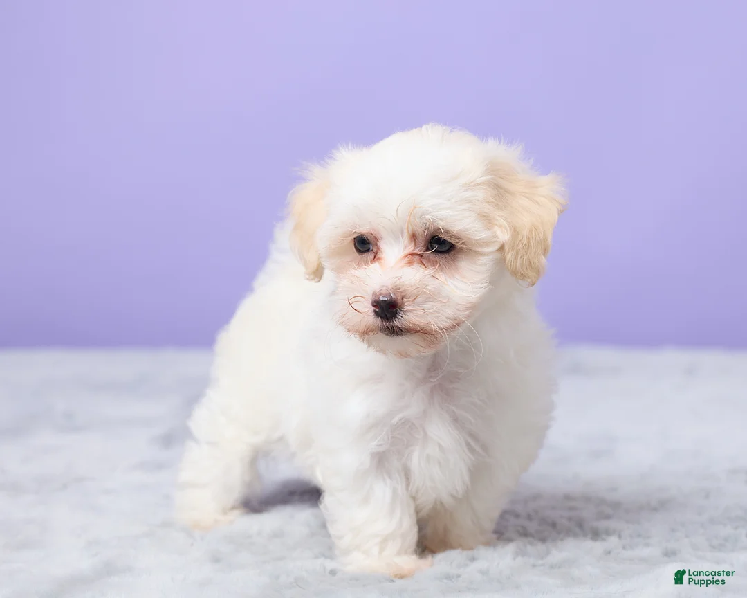 Maltipoo dogs for sale: Heather - Ad 2