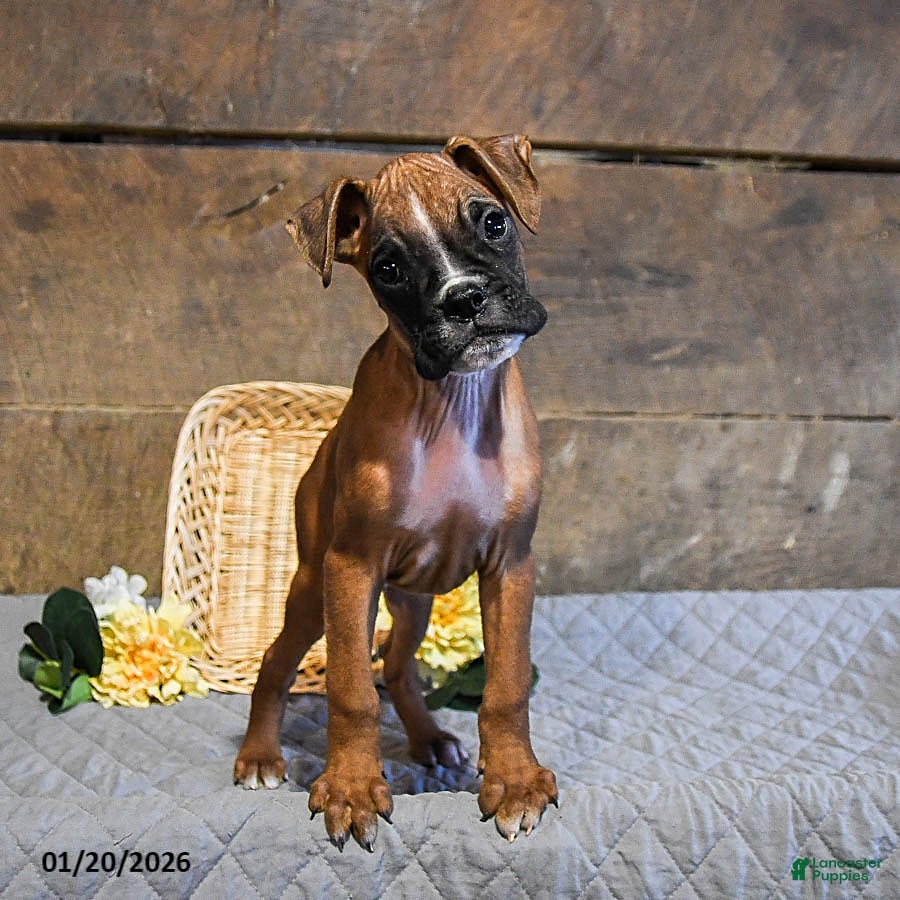 Boxer dogs Nitro - Ad 14