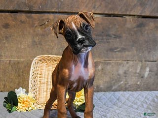 Boxer dogs Nitro - Ad 17