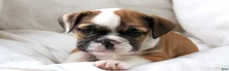 English Bulldog dogs for sale: Janita - Ad 4