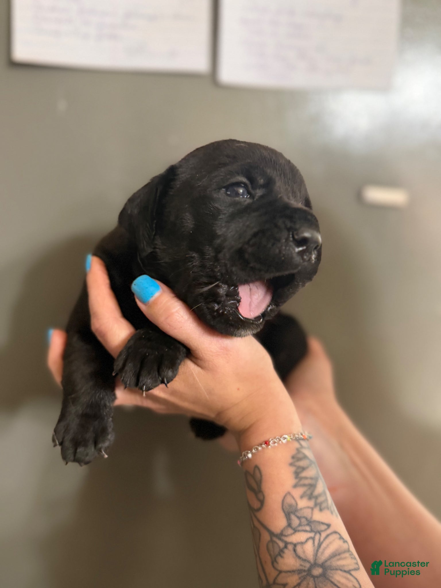 Cane Corso dogs TITAN - Ad 12