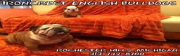 English Bulldog dogs for sale: English Bulldog Puppy 2 - Ad 12