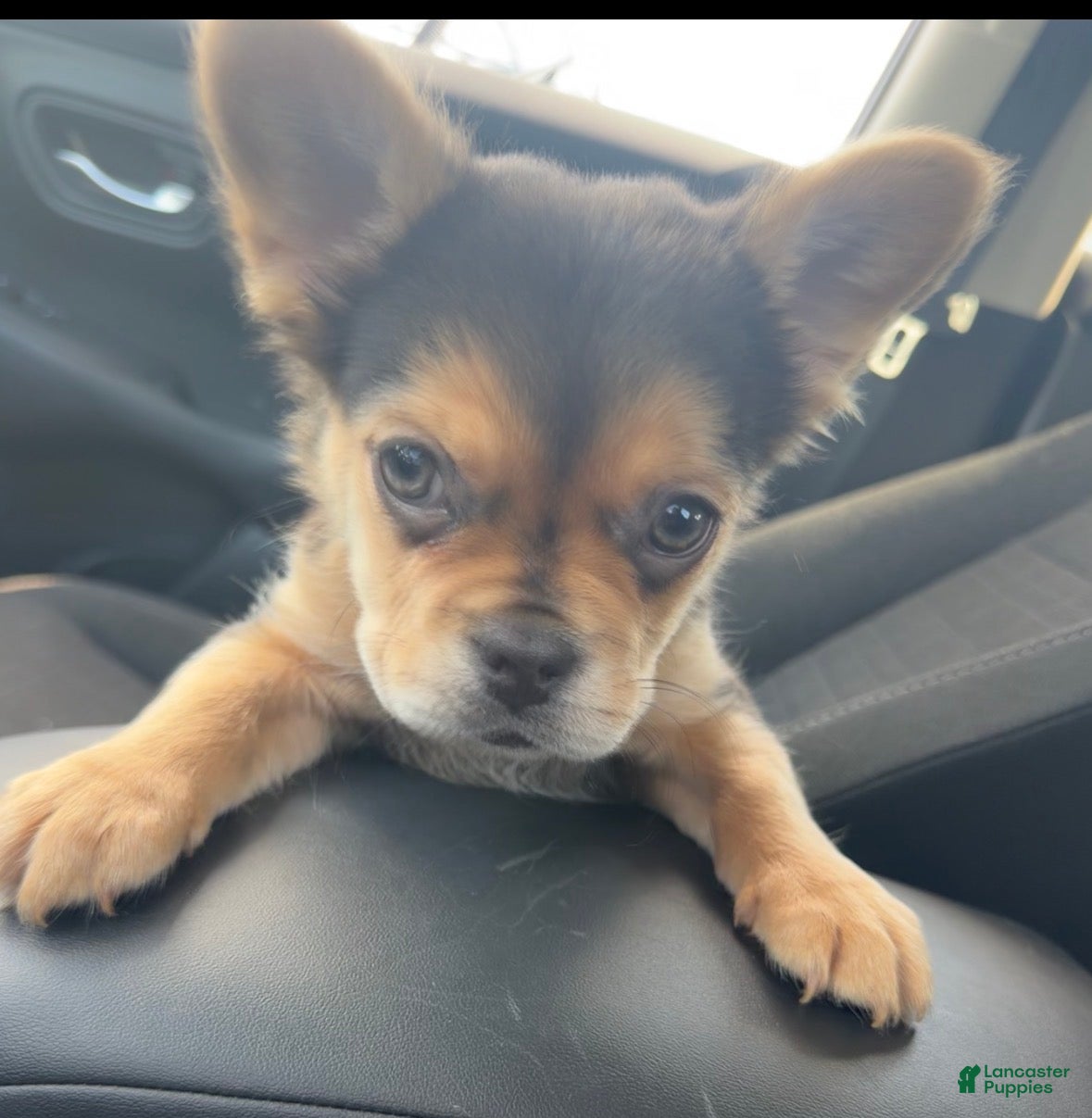 French Bulldog dogs Lulu - Ad 28