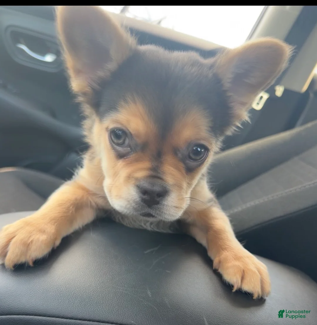 French Bulldog dogs for sale: Lulu - Ad 1