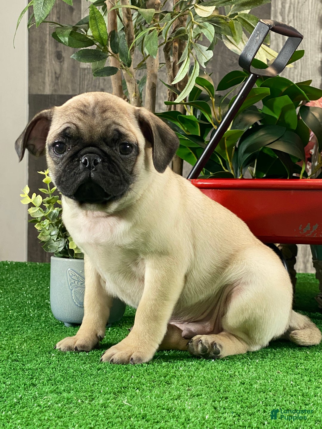 Pug dogs for sale: Poncho  - Ad 2